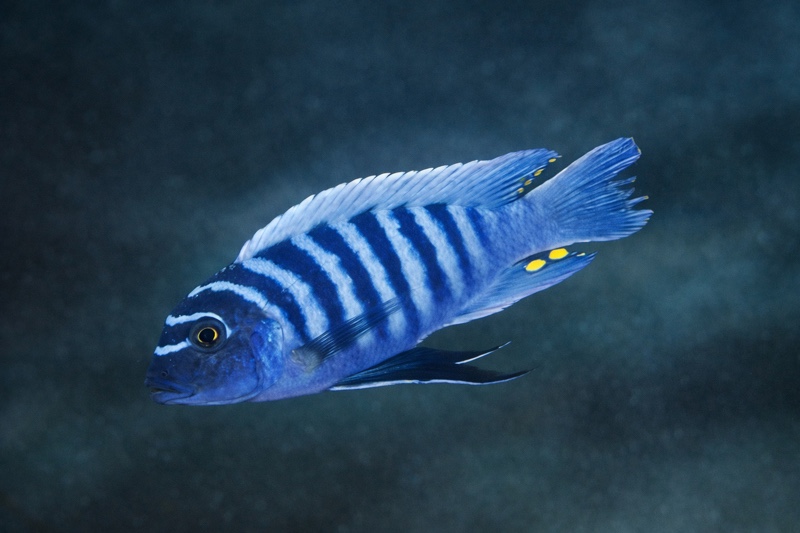 Maylandia zebra 'Gome'